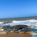 Presidente Kennedy: Baleia Jubarte morta aparece em Praia das Neves