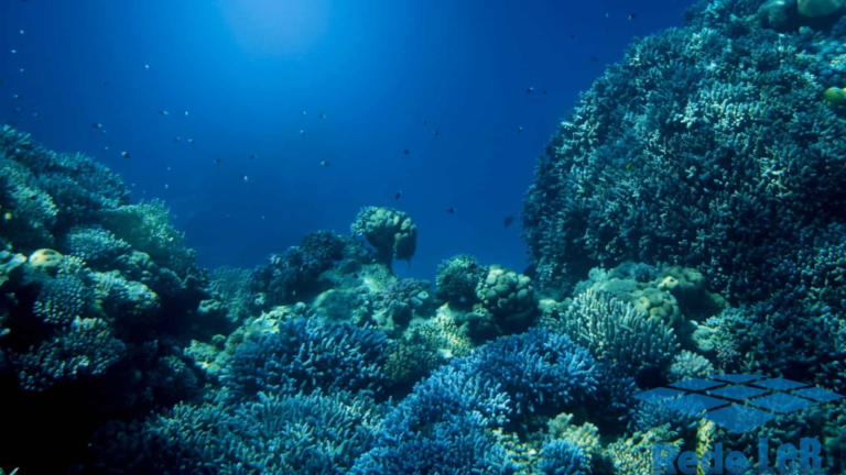 Mudanças climáticas: quase metade dos corais corre risco de extinção