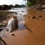 Municípios contestam pedido de suspensão de ações contra mineradoras no exterior