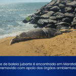 Filhote de baleia jubarte encontrado e removido em Marataízes
