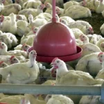 China suspende proibição de compra de carne de frango do Brasil