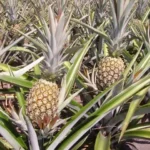 Prefeitura inscreve produtores rurais para receber insumos