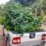Usina Paineiras doa mudas de árvores nativas da Mata Atlântica para Marataízes