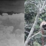 Registro raro de família de macacos guigós reforça importância do Monumento Natural Estadual Serra das Torres para a conservação da fauna