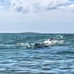 Guarda-vidas evitam enrosco de baleias em redes de pesca em Marataízes