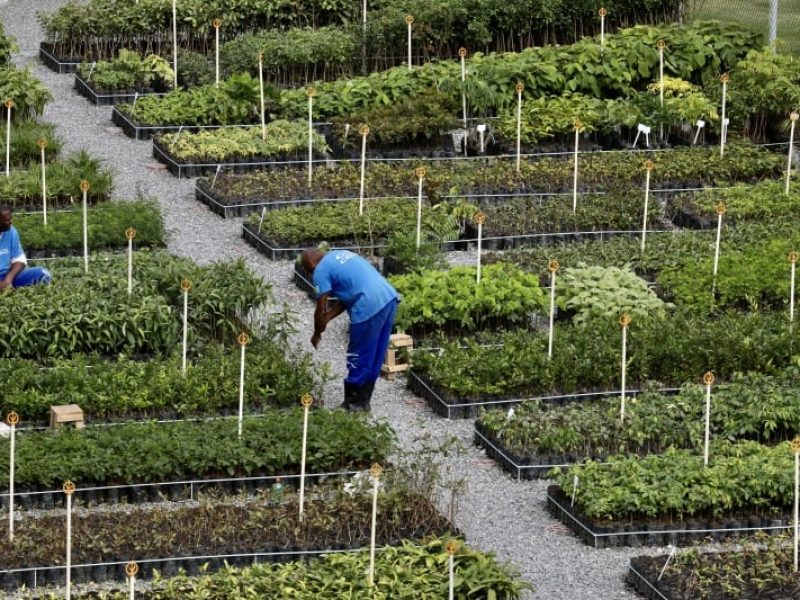 Detentos plantam árvores para ajudar na recuperação deles e da natureza